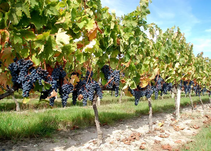 호텔 Rollan De By Bégadan